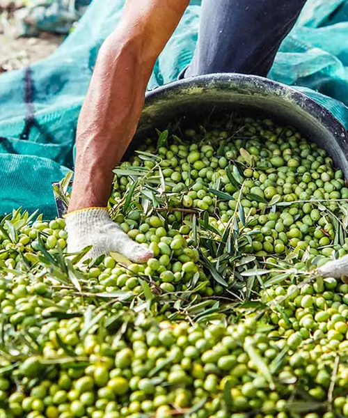 Azienda Agricola Fratelli Saletti - Raccolta Olive