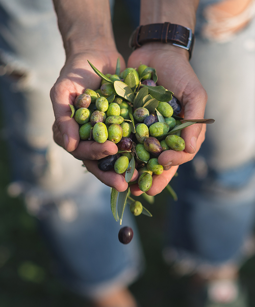 Azienda Agricola Fratelli Saletti - Raccolta Olive