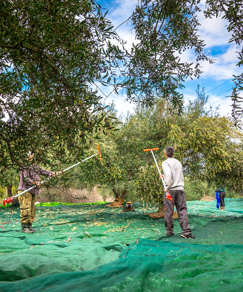 Azienda Agricola Fratelli Saletti - Raccolta Olive