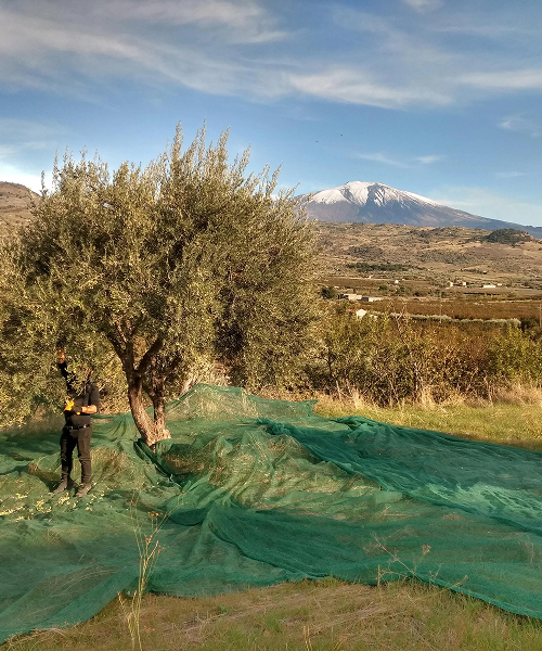Azienda Agricola Fratelli Saletti - Uliveto