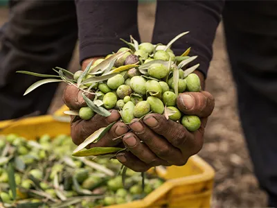 Raccolta Olive