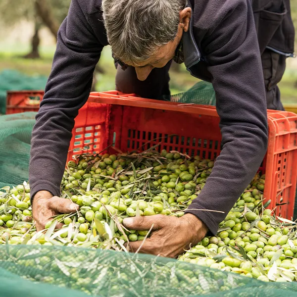 Azienda Agricola Fratelli Saletti - Raccolta olive